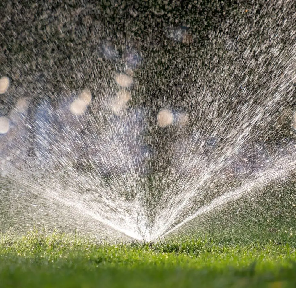 garden watering system maintaining healthy plants