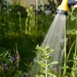 watering a lawn to maintain healthy grass