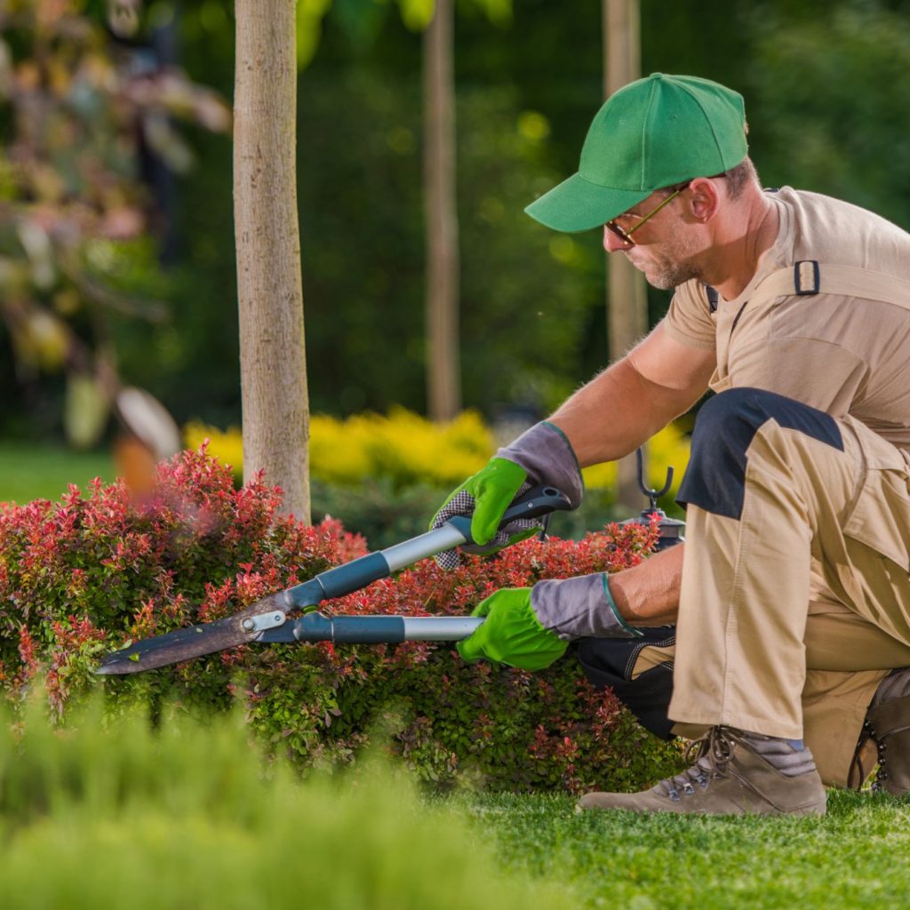 professional gardener cutting excess bushes in a residential garden