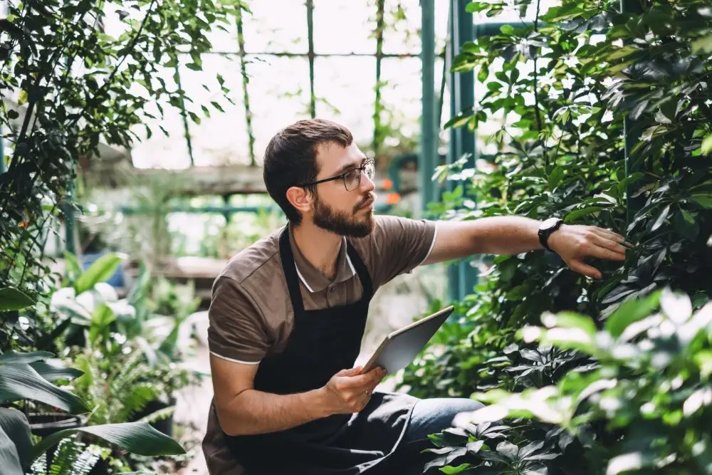 gardener checking the plants during garden maintenance in Galway